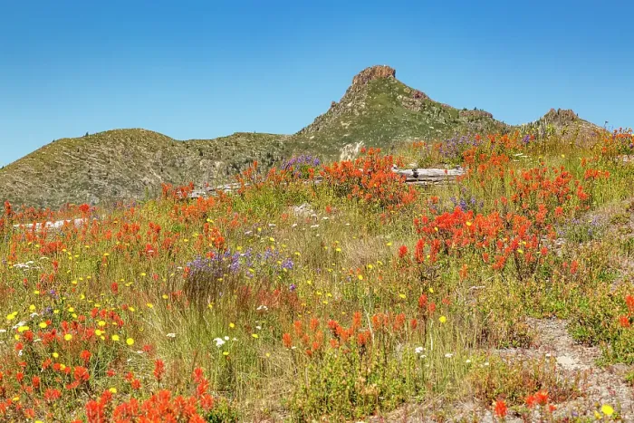Framed Print : Washington State, Skamania County. Mount St. Helens or Louwala-Clough is an active stratovolcano. Indian paintbrush, aka Prairie-Fire or Castilleja and Lupine wildflowers Framed Print : Washington State, Skamania County. Mount St. Helens or Louwala-Clough is an active stratovolcano. Indian paintbrush, aka Prairie-Fire or Castilleja and Lupine wildflowers