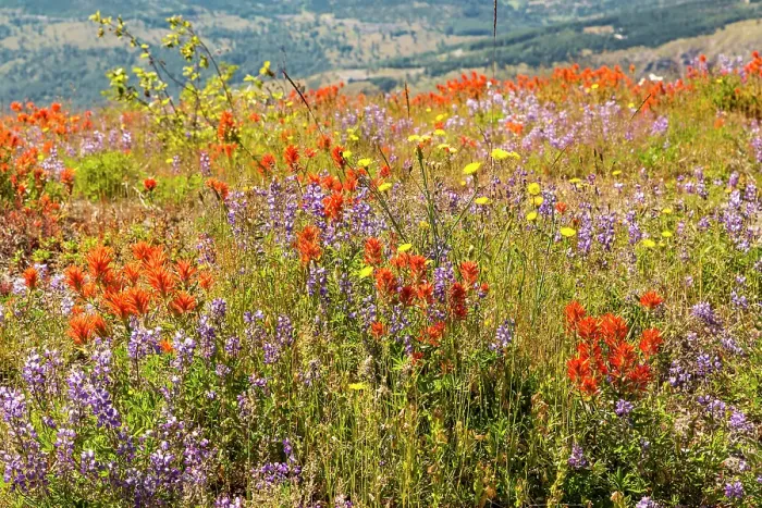 Framed Print : Washington State, Skamania County. Mount St. Helens or Louwala-Clough is an active stratovolcano. Indian paintbrush, aka Prairie-Fire or Castilleja and Lupine wildflowers