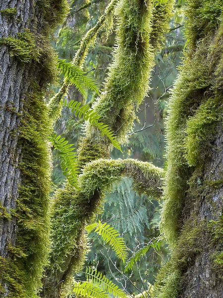 Washington State, Tiger Mountain, Moss covered fir trees
