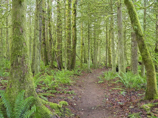 Washington State, Tiger Mountain, Trail through Moss covered trees