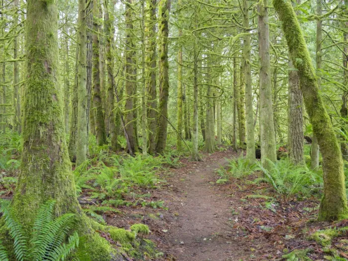 Framed Print : Washington State, Tiger Mountain, Trail through Moss covered trees