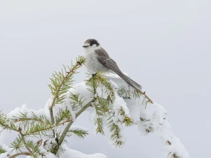 Framed Print : Washington State, Tiger Mountain. Gray jay Framed Print : Washington State, Tiger Mountain. Gray jay
