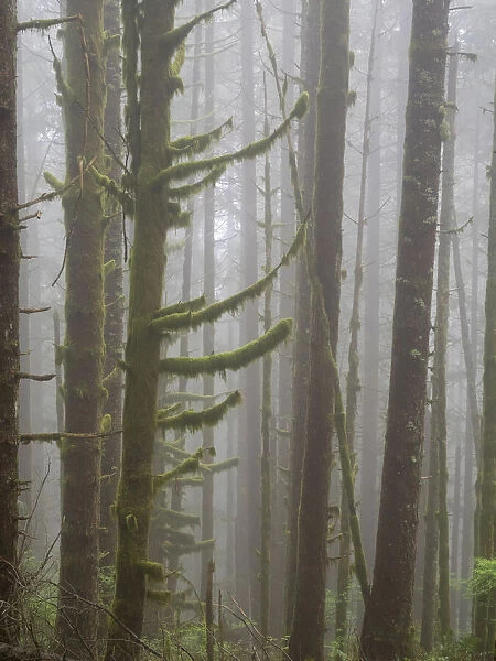Washington State, Tiger Mountain, Trees in fog