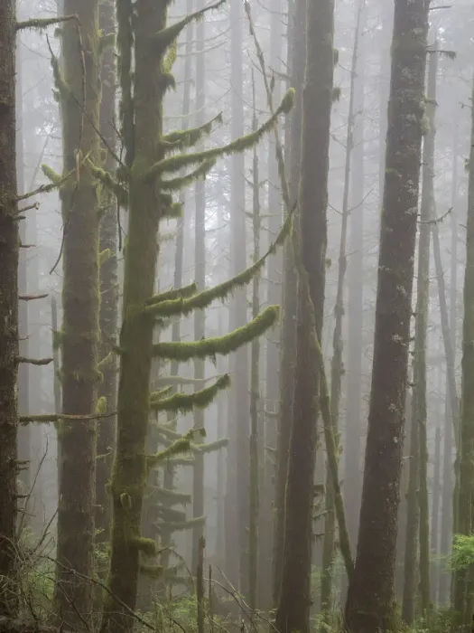 Framed Print : Washington State, Tiger Mountain, Trees in fog Framed Print : Washington State, Tiger Mountain, Trees in fog
