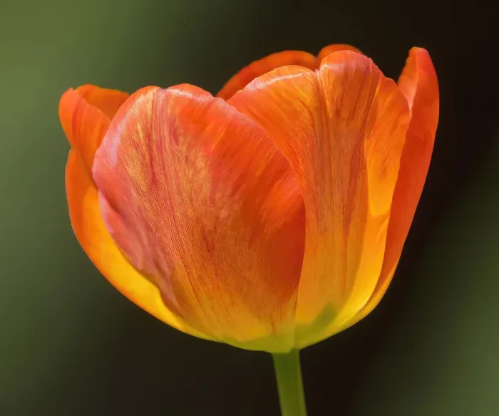 Framed Print : Washington State, Tulip close-up Framed Print : Washington State, Tulip close-up
