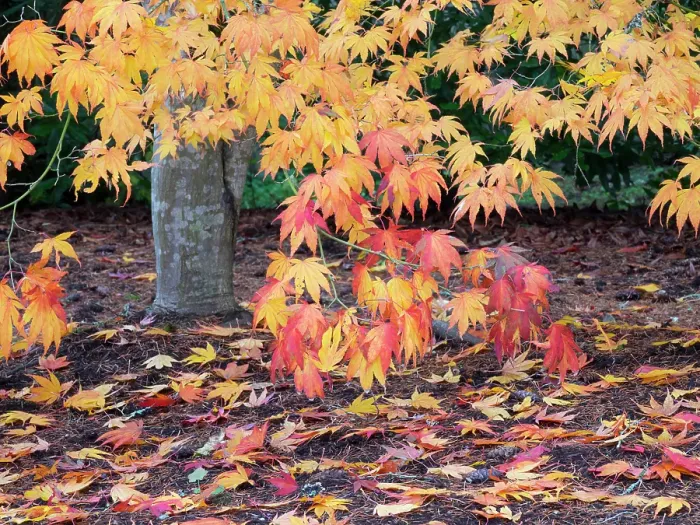 Framed Print : Washington State, USA. Autumn colored maple leaves