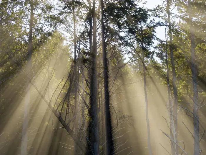 Framed Print : Washington State, USA. Olympic National Park, Rialto Beach, sunrays through trees in fog Framed Print : Washington State, USA. Olympic National Park, Rialto Beach, sunrays through trees in fog