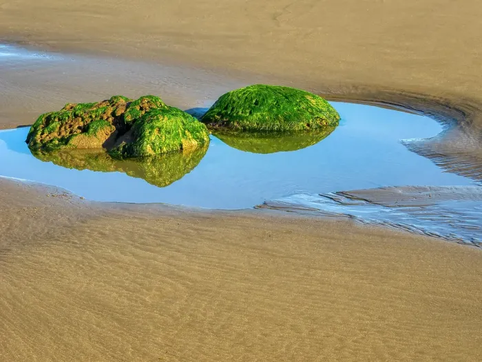 Framed Print : Washington State, USA. Olympic National Park, Second Beach, seagrass covered rocks in tide pool Framed Print : Washington State, USA. Olympic National Park, Second Beach, seagrass covered rocks in tide pool