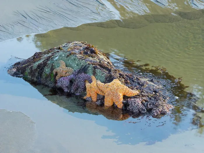 Framed Print : Washington State, USA. Olympic National Park, Rialto Beach, orange and purple ochre sea stars