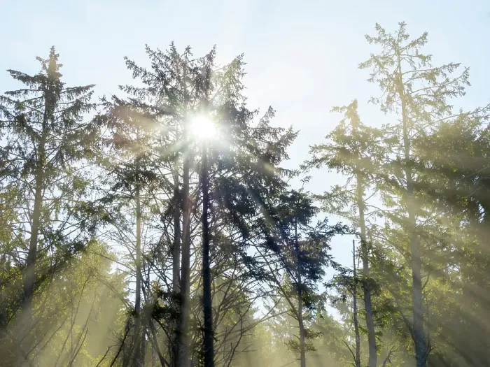 Framed Print : Washington State, USA. Olympic National Park, Rialto Beach, sunrays through trees in fog