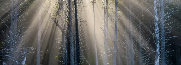 Framed Print : Washington State, USA. Olympic National Park, Rialto Beach, sunrays through trees in fog