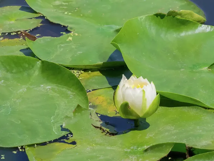 Framed Print : Washington State, USA. Water lily in pond Framed Print : Washington State, USA. Water lily in pond