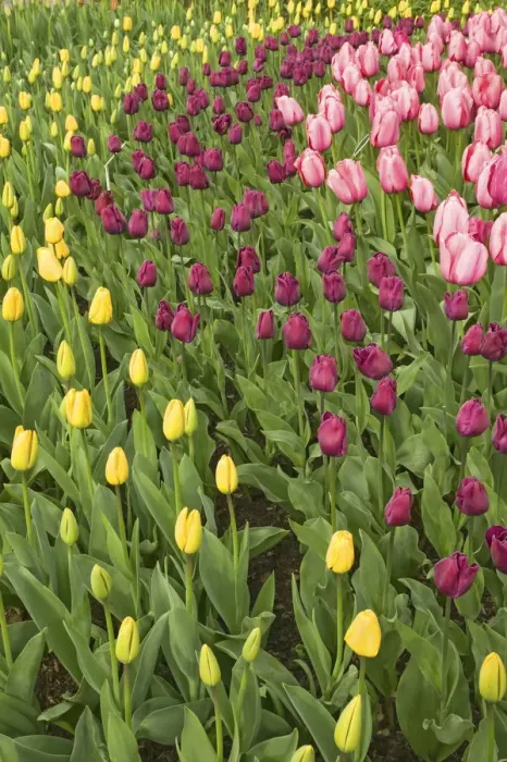 Framed Print : Washington State, USA. Yellow, purple and pink tulips growing in rows Framed Print : Washington State, USA. Yellow, purple and pink tulips growing in rows