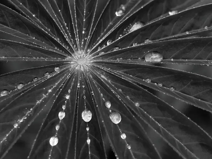 Framed Print : Washington State. Water drops on lupine leaves