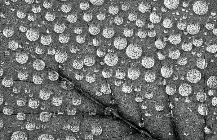 Framed Print : Washington State. Water drops on maple leaf Framed Print : Washington State. Water drops on maple leaf