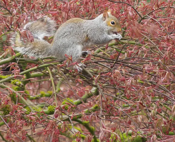 Framed Print : Washington State. Western gray squirrel in lace leaf maple tree eating new leaf shoots Framed Print : Washington State. Western gray squirrel in lace leaf maple tree eating new leaf shoots