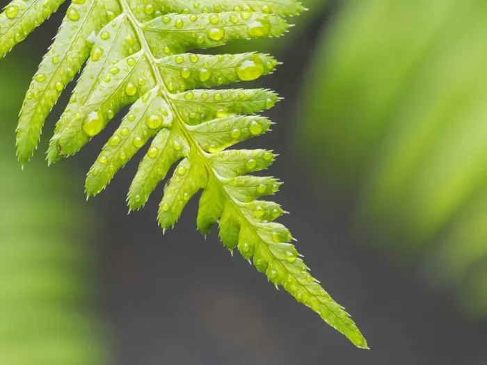 Framed Print : Washington State. Western sword fern Framed Print : Washington State. Western sword fern