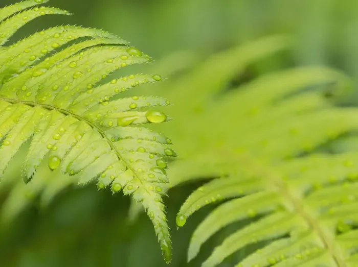 Framed Print : Washington State. Western sword fern Framed Print : Washington State. Western sword fern