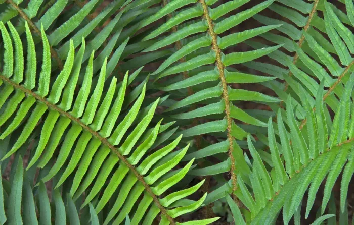 Framed Print : Washington State. Western swordfern Framed Print : Washington State. Western swordfern