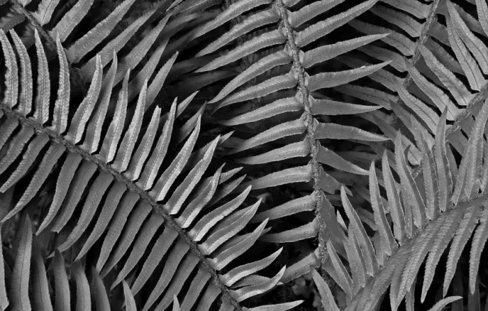 Framed Print : Washington State. Western swordfern Framed Print : Washington State. Western swordfern
