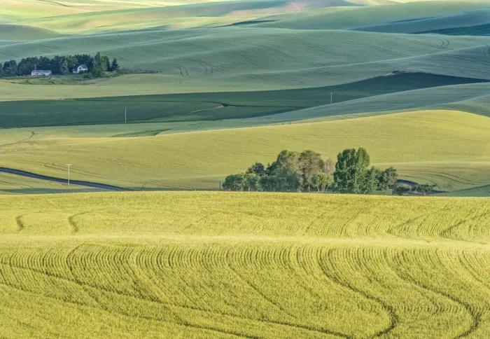 Framed Print : Washington State, Whitman County. Palouse farm fields Framed Print : Washington State, Whitman County. Palouse farm fields