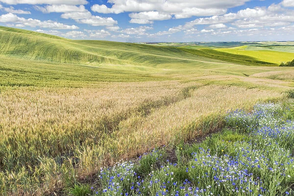 Washington State, Whitman County. Wildflowers and Palouse farm fields