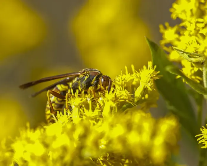Framed Print : Wasp on a flower Framed Print : Wasp on a flower