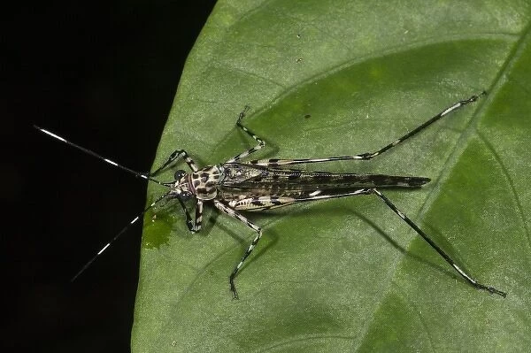 Wasp Mimic Katydid (Quiva sp), Napo River bordering Yasuni National Park, Amazon Rainforest