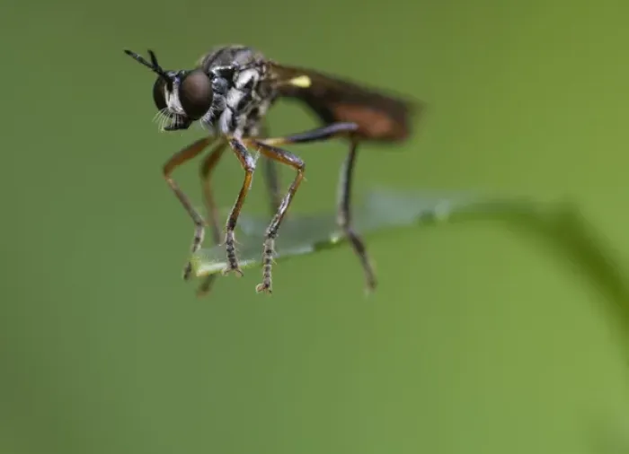 Framed Print : Wasp on a single leaf, Pennsylvania, USA