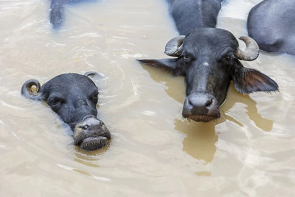 Water buffalos in Ganges River, Varanasi, India