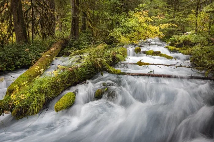 Framed Print : Water cascades over lush mossy logs in Olallie Creek near McKenzie River