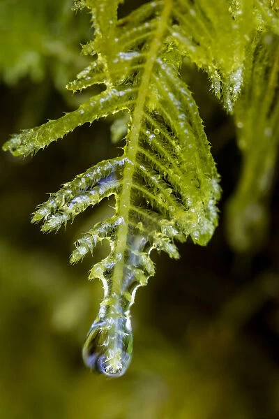 Water droplets drip from moss in Olympic National Park, Washington, USA