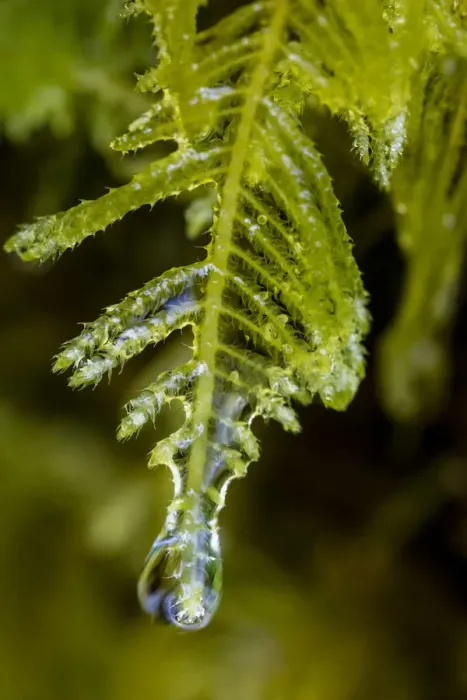 Framed Print : Water droplets drip from moss in Olympic National Park, Washington, USA Framed Print : Water droplets drip from moss in Olympic National Park, Washington, USA