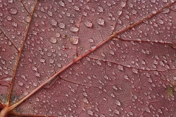 Water drops on red maple leaf, A