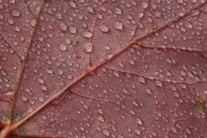 Framed Print : Water drops on red maple leaf, A Framed Print : Water drops on red maple leaf, A