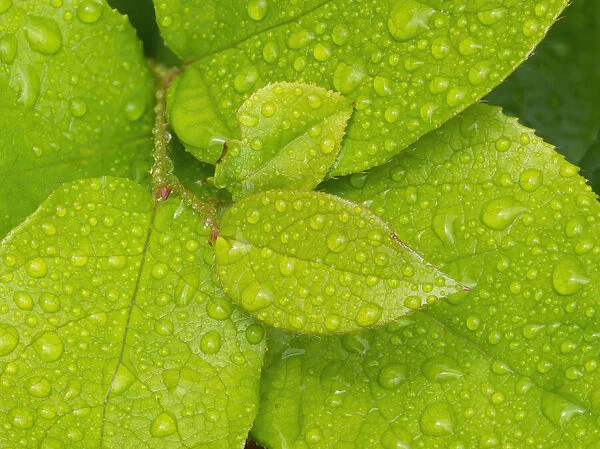 Water drops on Salal leaves