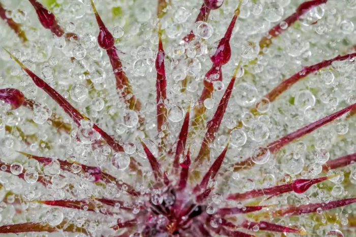 Framed Print : Water drops on thistle, Hurricane Ridge, Olympic National Park, Washington State