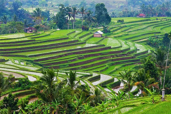 Water filled rice terraces, Bali island, Indonesia