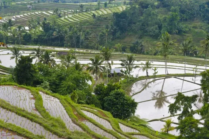 Framed Print : Water filled rice terraces, Bali island, Indonesia Framed Print : Water filled rice terraces, Bali island, Indonesia