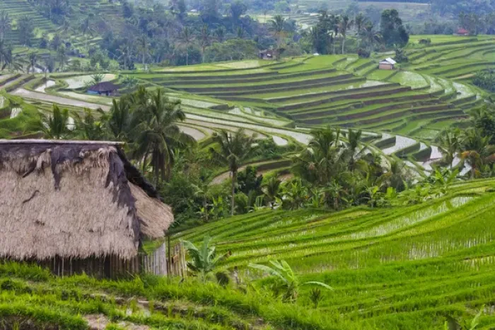 Framed Print : Water filled rice terraces, Bali island, Indonesia
