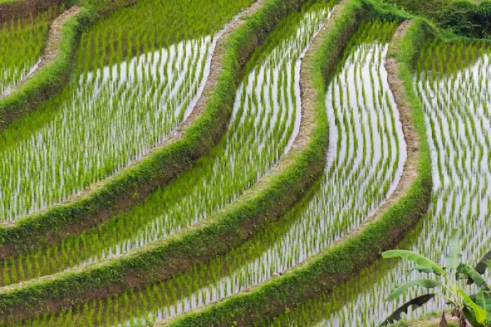 Framed Print : Water filled rice terraces, Bali island, Indonesia