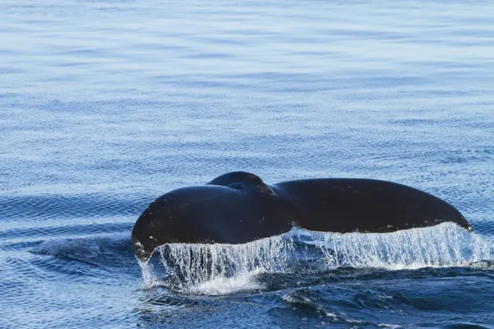 Framed Print : Water flows off a humpback whales tail as it prepares to dive, British Columbia