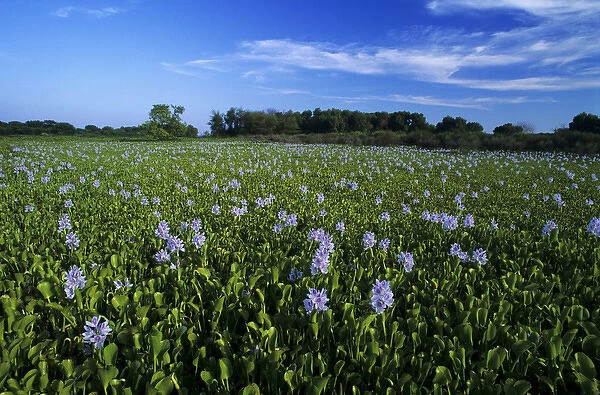 Water Hyacinth, Eichhornia crassipes, blooming, Lake Corpus Christi, Texas, USA