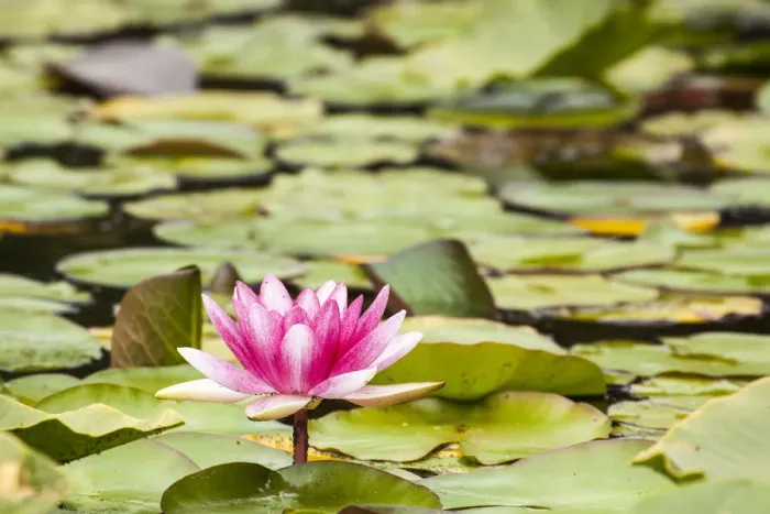 Framed Print : Water lilies blooming and lily pads in a pond Framed Print : Water lilies blooming and lily pads in a pond