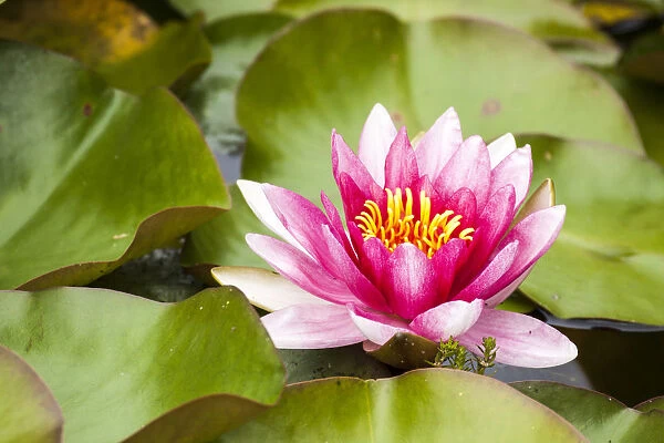 Water lilies blooming and lily pads in a pond