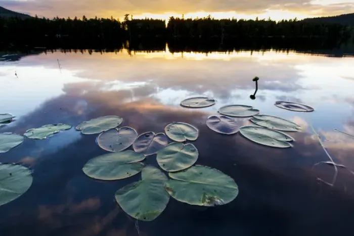 Framed Print : Water lilies and cloud reflections on Lang Pond in Maines Northern Forest Framed Print : Water lilies and cloud reflections on Lang Pond in Maines Northern Forest