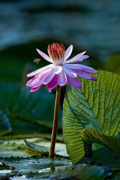 Water lilies, of the genus Nymphaea, are aquatic plants found world-wide; often planted