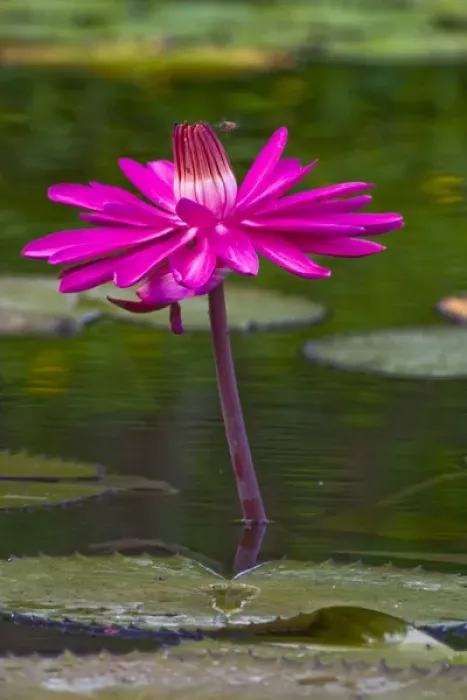 Framed Print : Water lilies, of the genus Nymphaea, are aquatic plants found world-wide; often planted Framed Print : Water lilies, of the genus Nymphaea, are aquatic plants found world-wide; often planted