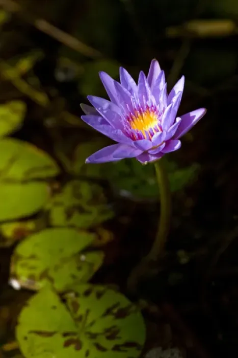Framed Print : Water lilies, of the genus Nymphaea, are aquatic plants found world-wide; often planted