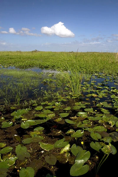 Water lilies and sawgrass in the Flordia everglades